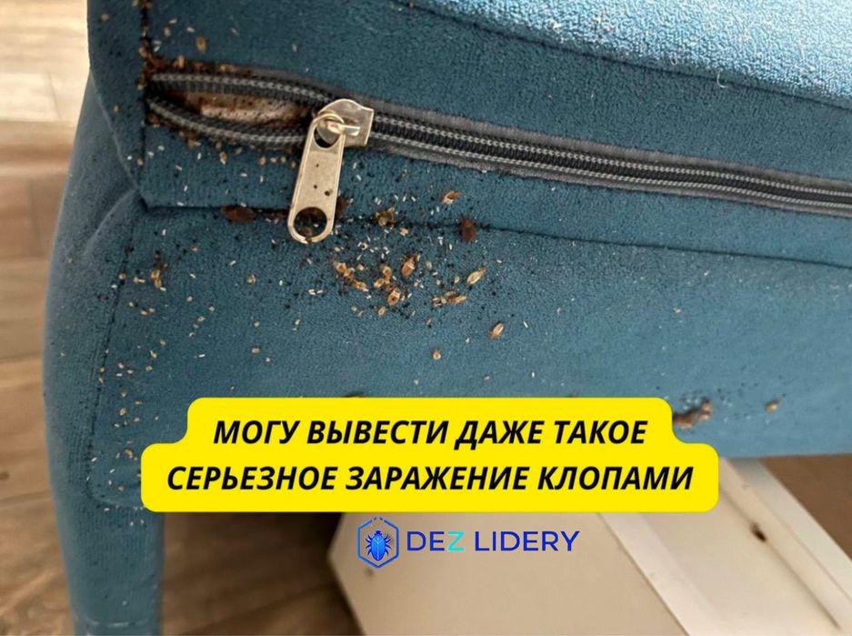 Дезинфекция клопов Тараканов жук короед блоха мышь тышқан қандала