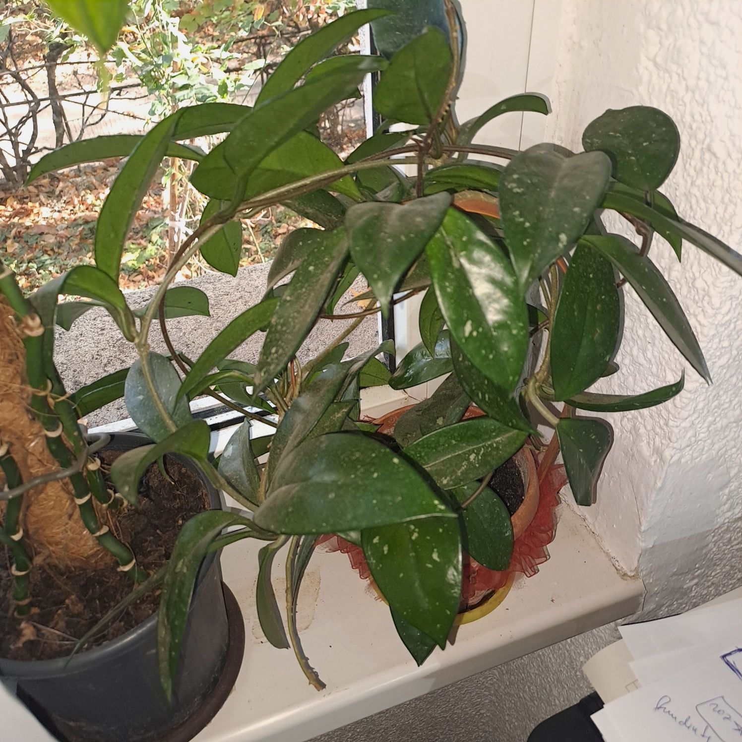 Hoya carnosa,hibiscus si alte plante apartament