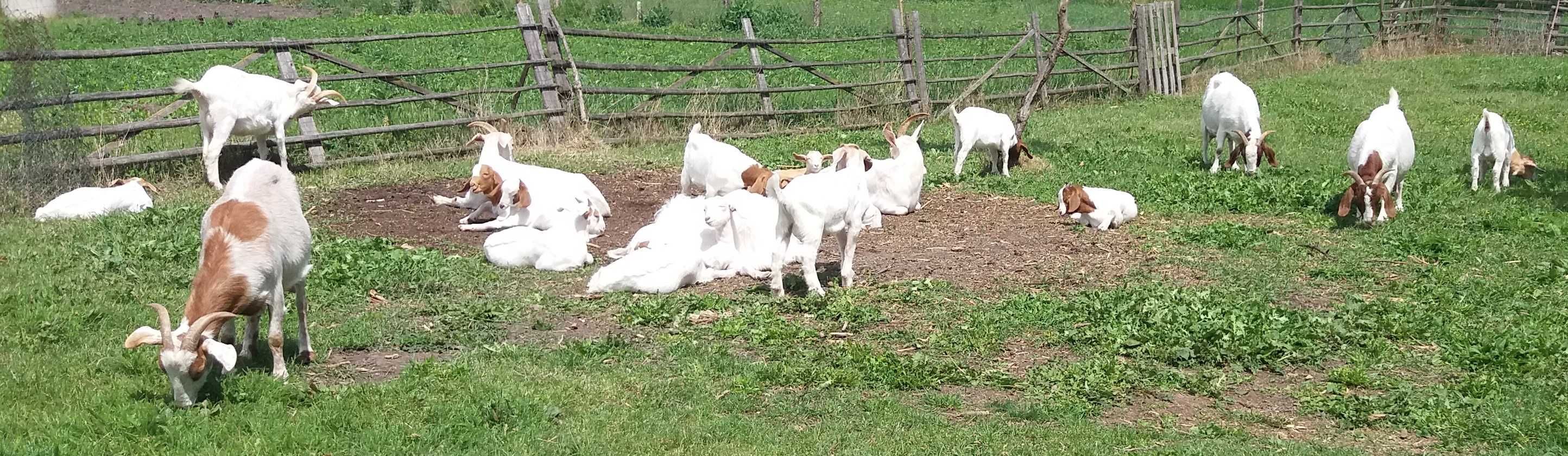 capre si iezi Boer