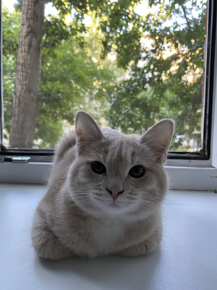 Кошкаа  домашняя
