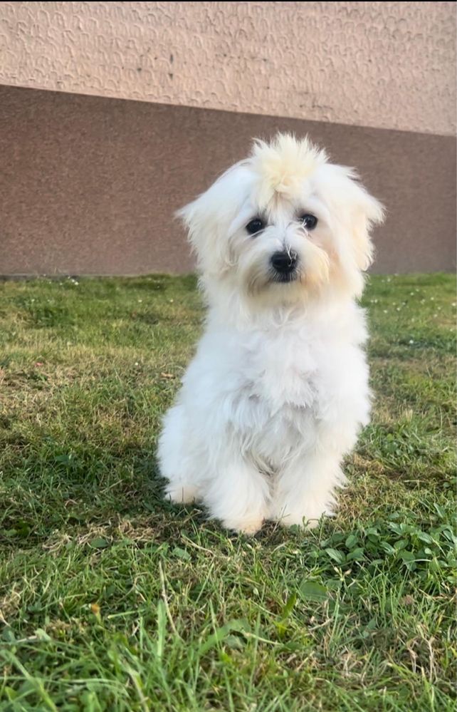 Bichon Frise, 6 luni – fetiță, foarte jucăușă și iubitoare.