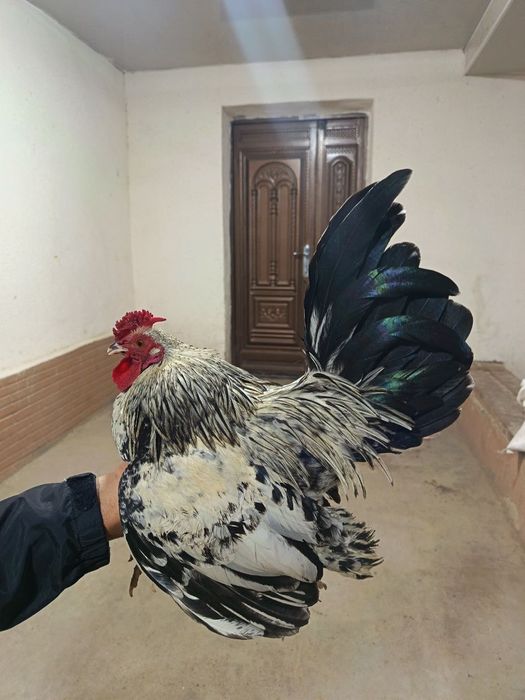 Yapon xorozla sotiladi