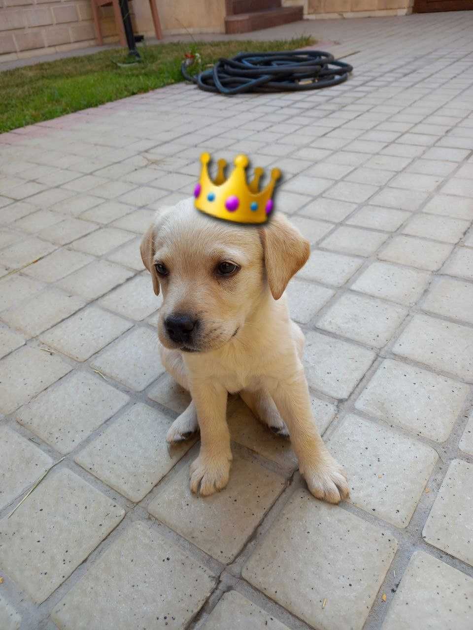 Labrador iti 7oy, Aqlli va mehribon kuchukcha