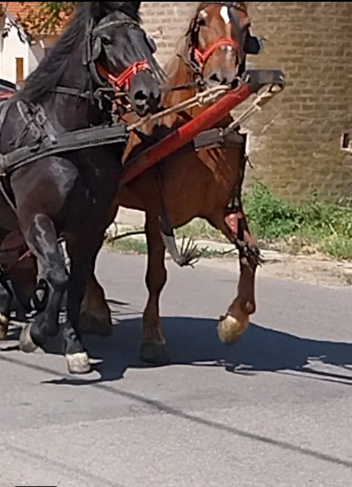 Cai de vanzare.Doua iepe frumoase ,ingrijite si iubite.