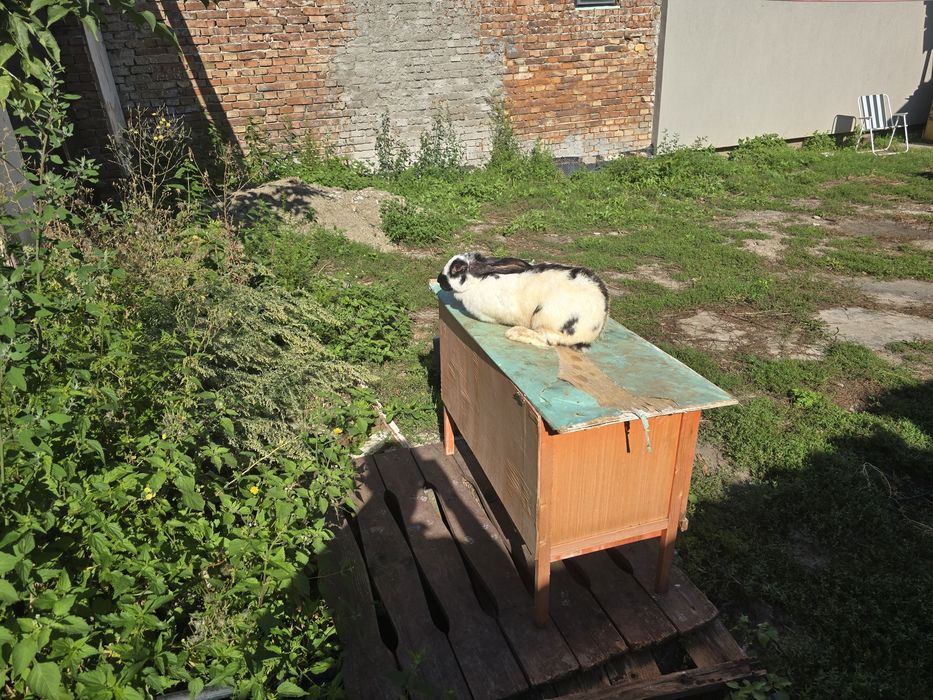 iepuroaică fluturași cine este interesat  să Apelați  la număr de tele