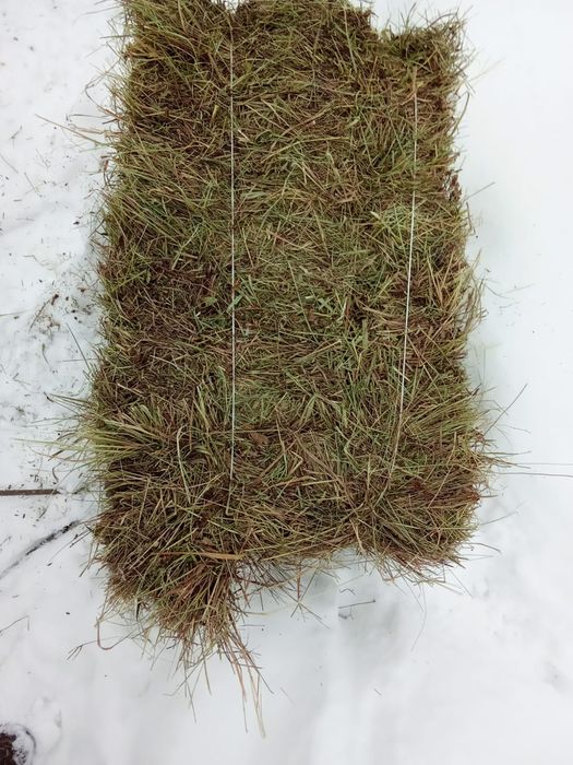 Сено продам 2500 тюк 2025 года