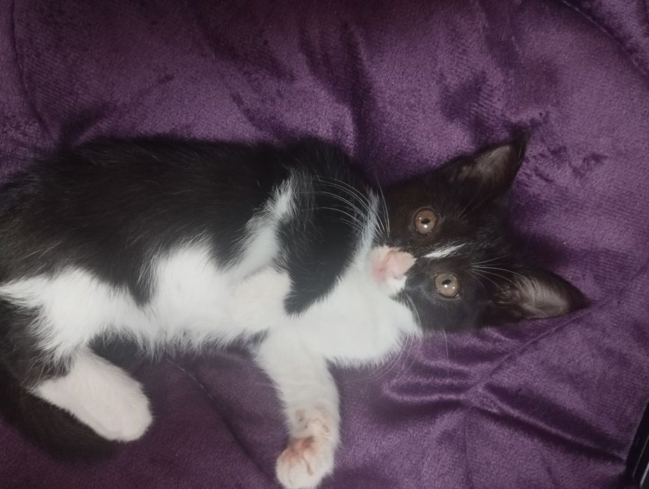 Пристраивается котёнок