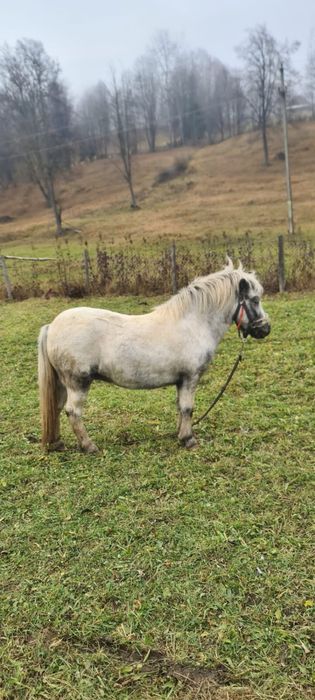 Ponei de vanzare,femela 3 ani blanda