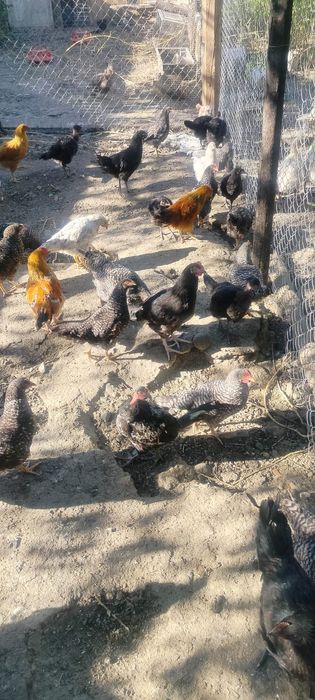 Продам цыплята разных пород