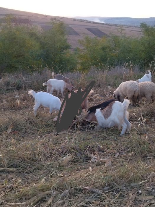 De vanzare capre sí iezi
