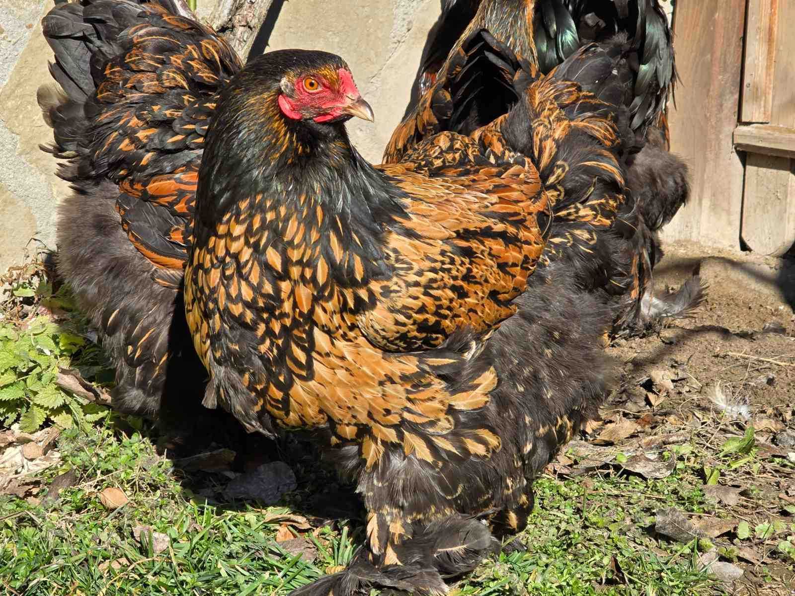 Продавам разплодни яйца от Златно кантирана Брама/Gold Laced Brahma