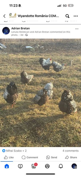 Wyandotte Argintiu 5+1