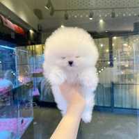 Pomeranian mini boo