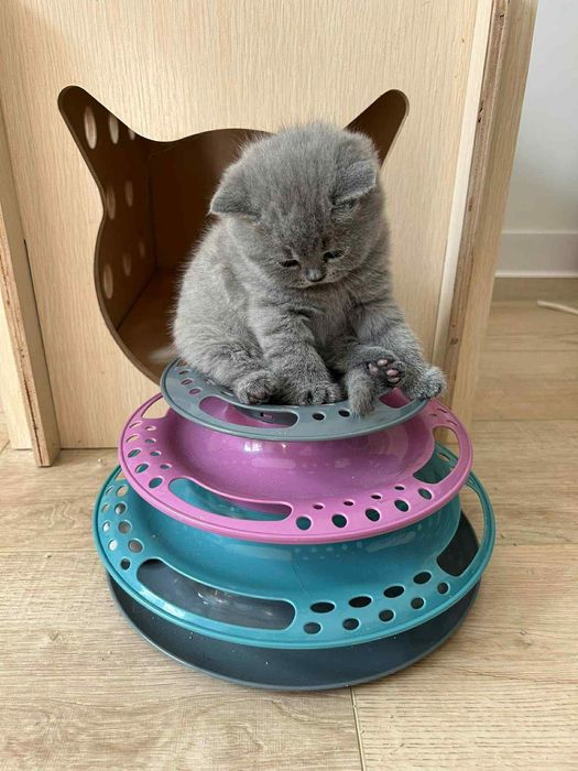 Британска късокосместа