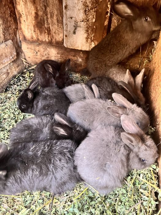 Vând puii de iepure