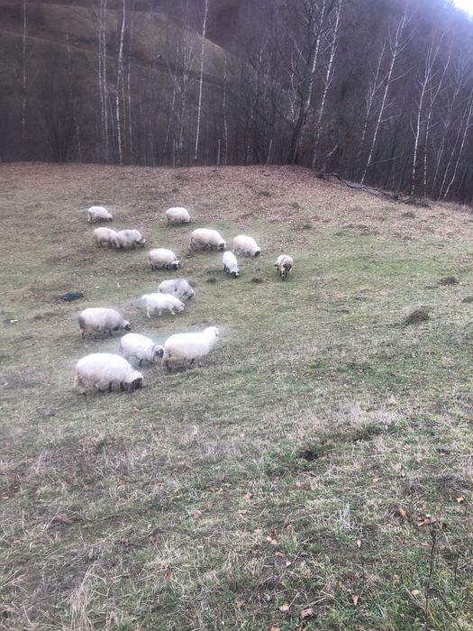 Vând oi breze de petrosani