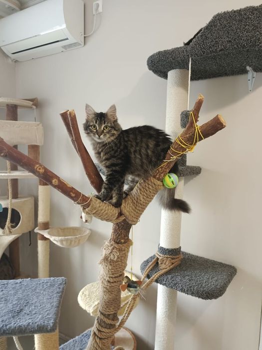 Котёнок девочка окрас табби ласковая нежная 5 месяцев