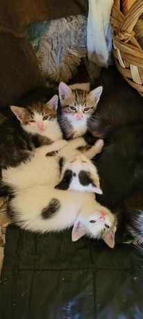 Pisici de 2 luni