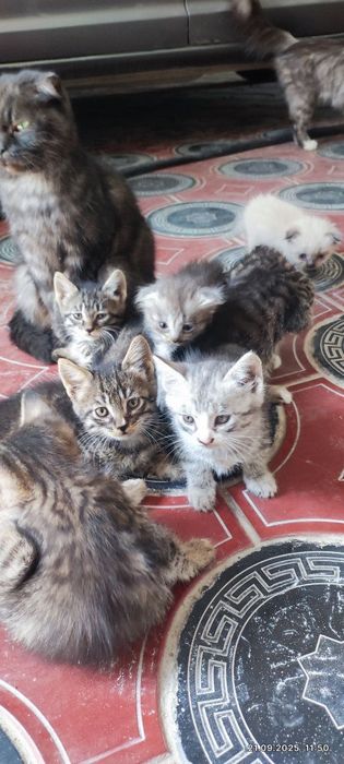 Отдам даром котят