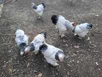 Familie Brahma HD