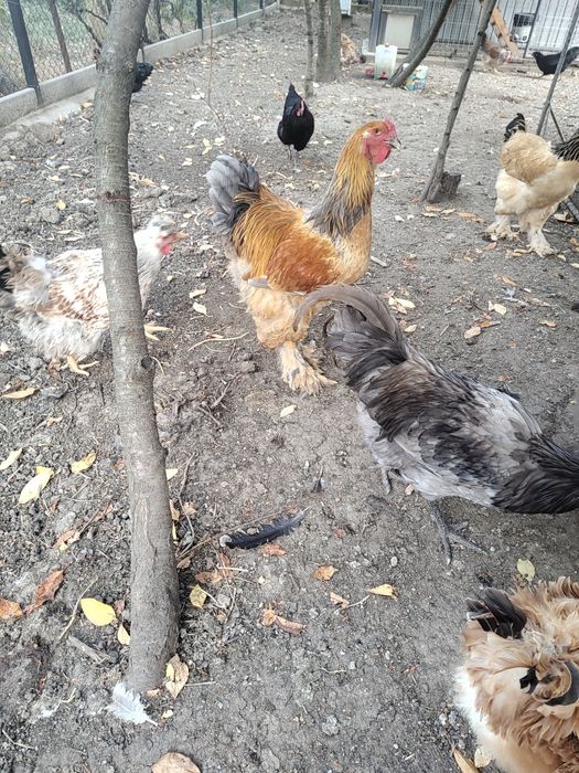 Vand cocosi diferite rase (Brahma, Araucana, Australorp, Marans)