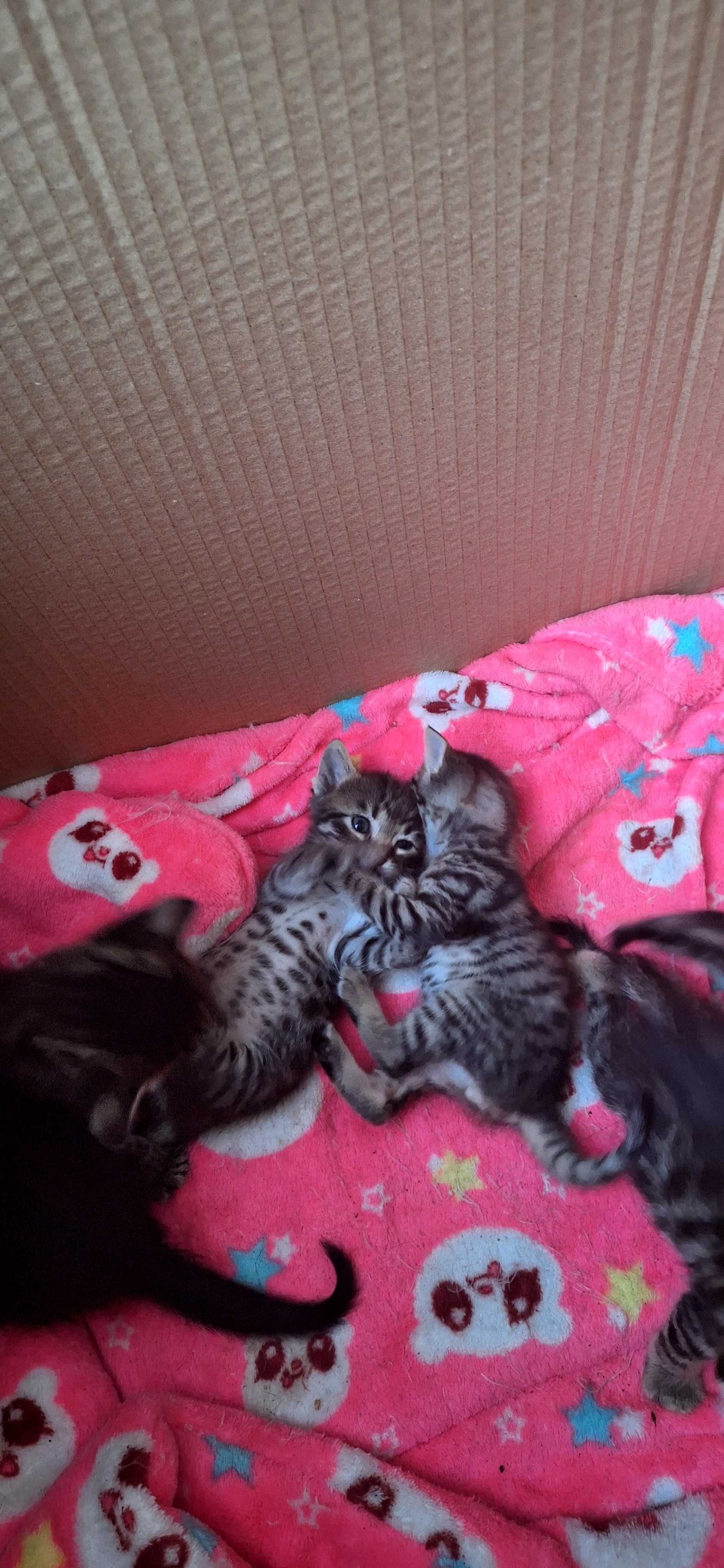 Подаряват се котенца