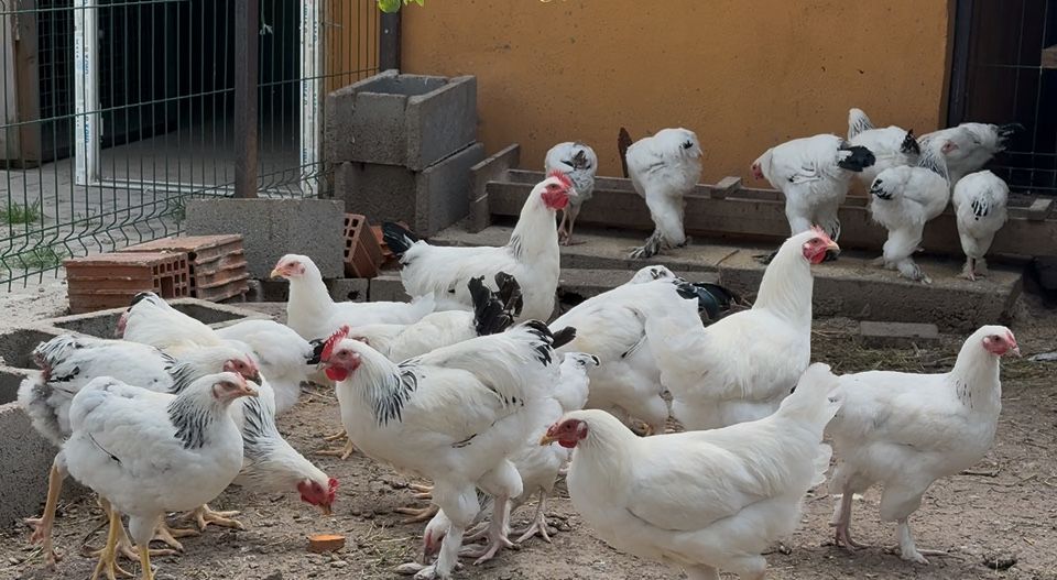 Vand pui rasa Sussex - 2025