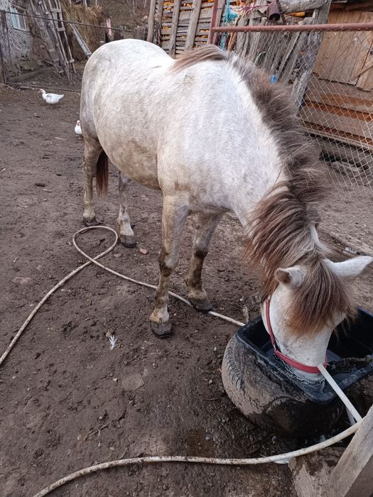 Vind armăsar tinar..