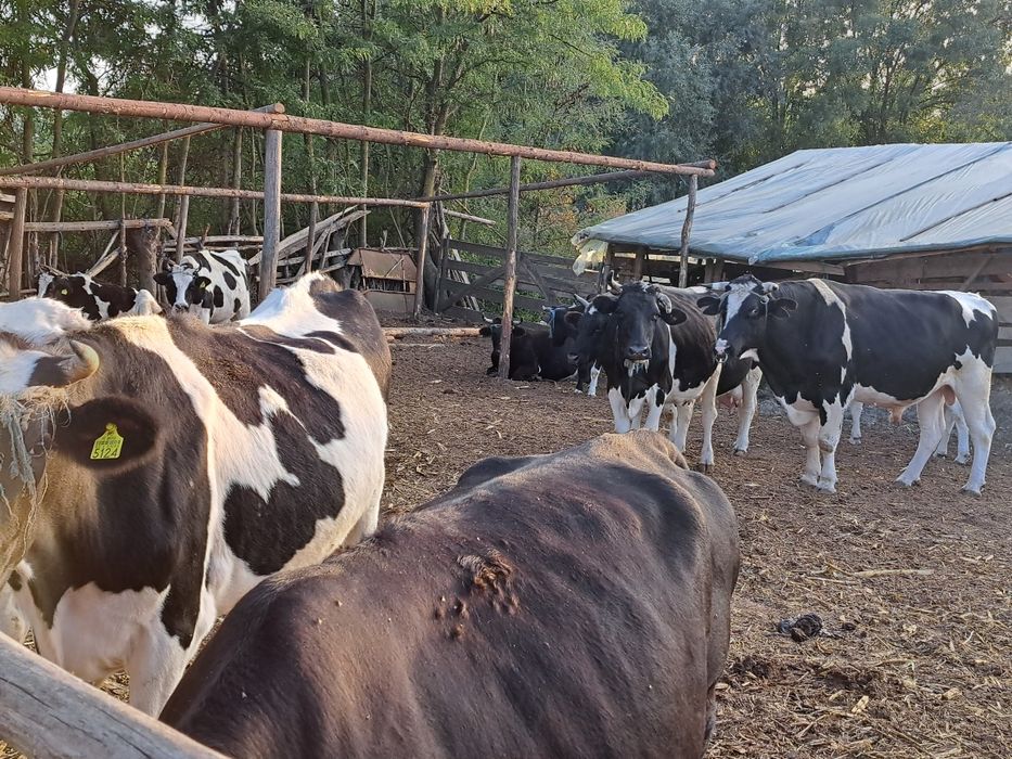 Vand vaci COP Baltata cu Negru Romaneasca, Taur Monta, Vitele origine