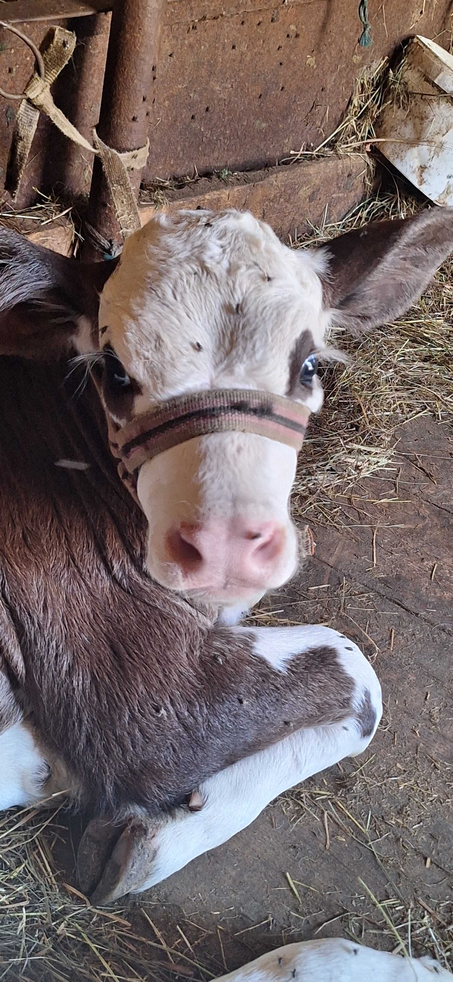 Vand vitea de la vaca de lapte