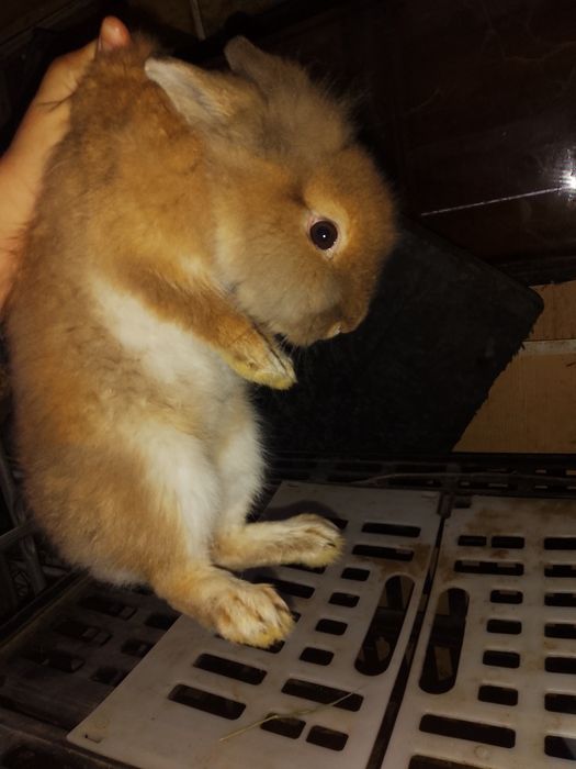 Vând iepuraș cap de leu