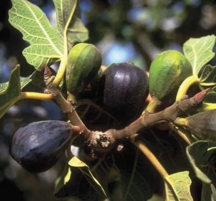 Kaki Rodiu Smochin Kiwi Moșmon
