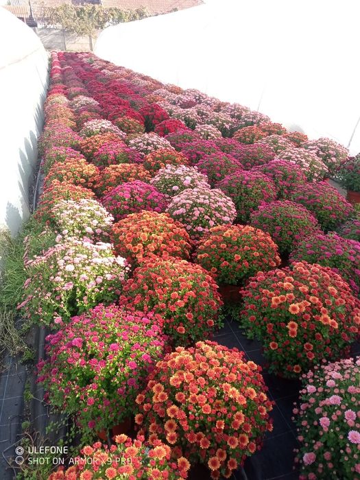 Vând Crizanteme Multiflora