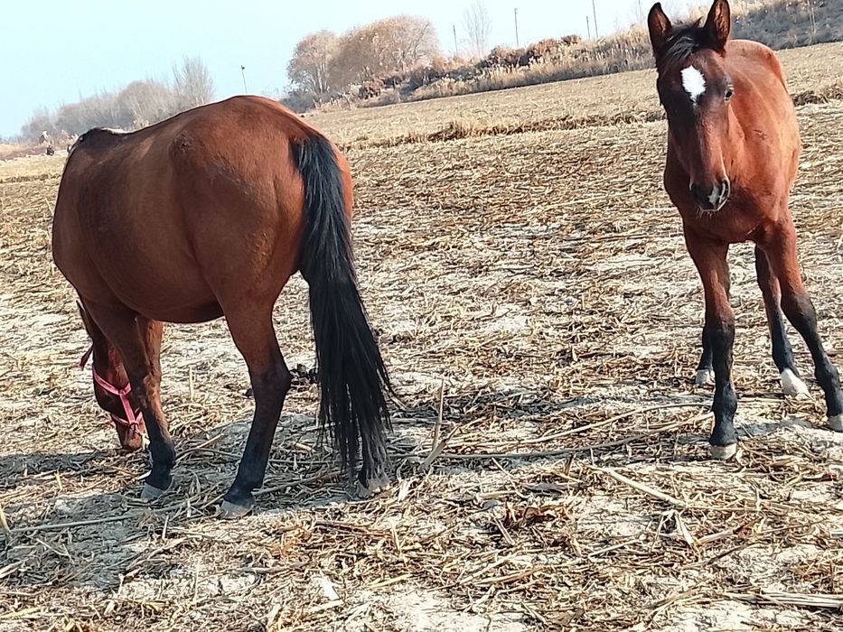 Ot jondorda kelishsa boʻladi