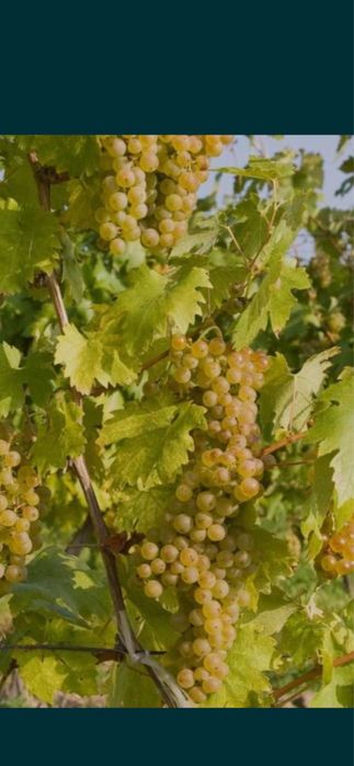 Vand struguri de vin