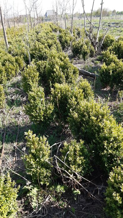 Buxus pentru gard viu și solitari.