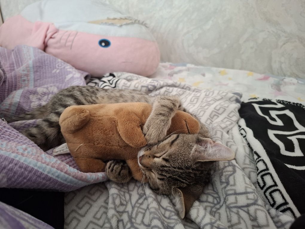 Котенок девочка 2 месяца