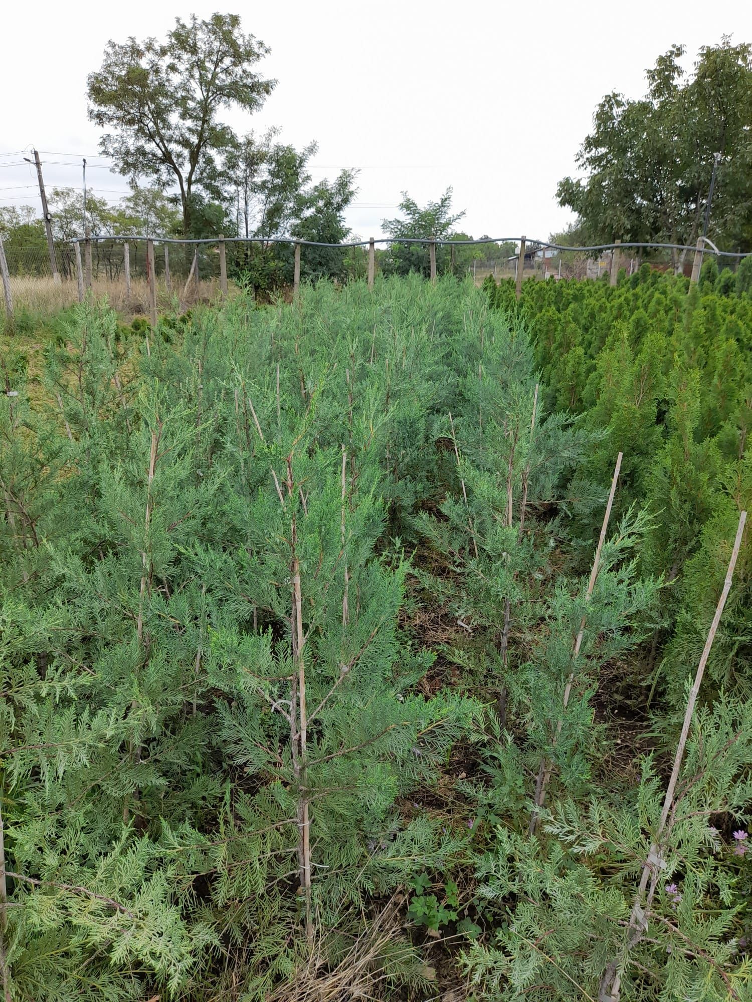 Vând Pini, Leylandii și alte plante