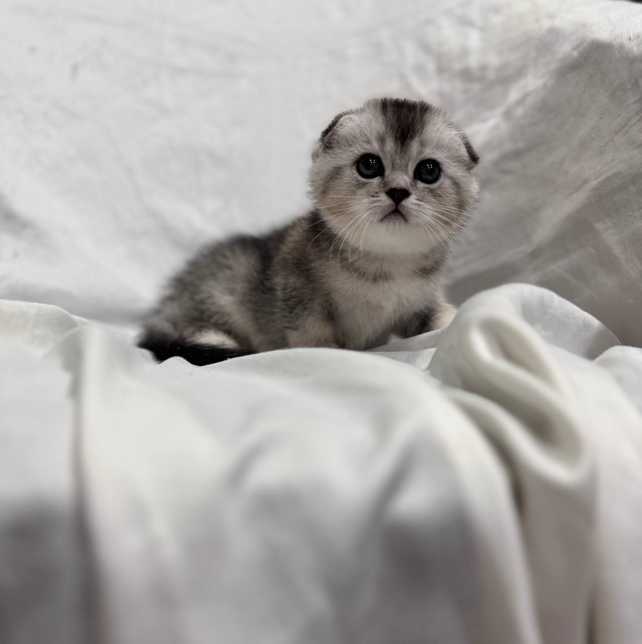 скотиш фолд серебристая шиншилла девочка и мальчик