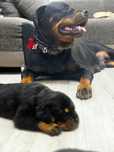 Vand Mascul Rottweiler