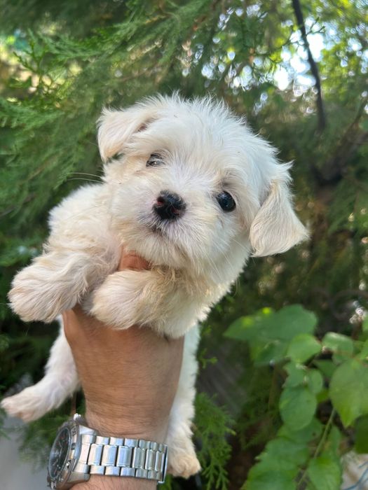 Bichon maltez talie mica 2 luni