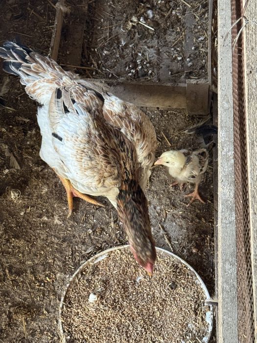 куры и цыплята 2штук