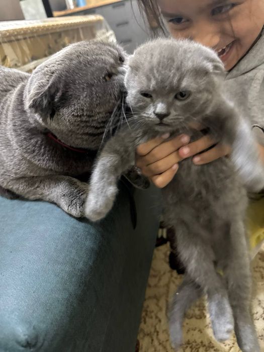 Продаются котята шотландские вислоухие (фолд)
Возраст: 2 месяца
Окрас: