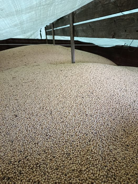 Soia boabe producție 2025