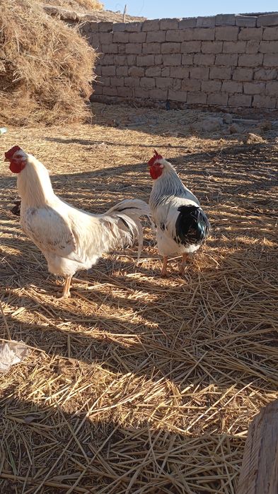 Қораздар тек аламын деген кісілер хабрлассын