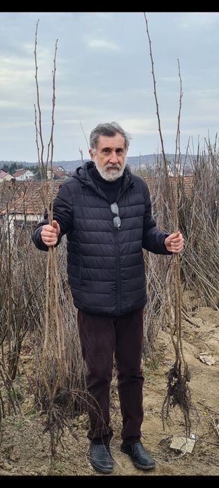 Nuci Chandler Prun galben.Alun.Ciresi.Mar.Prun.Migdal. Aronia.Soc.Tei.