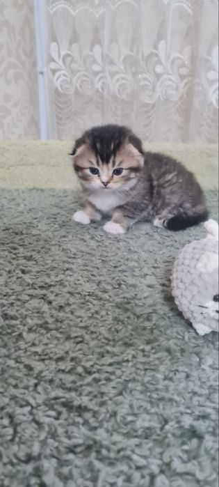 Продаются вислоухие/скоттиш фолд/котята