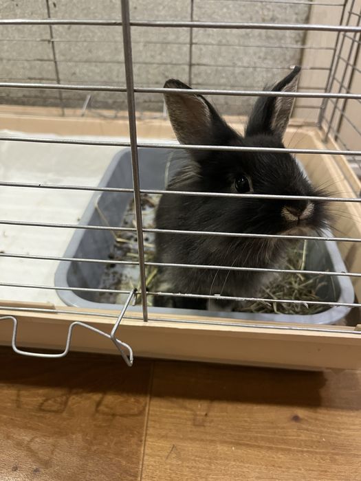 Продам кролика с клеткой