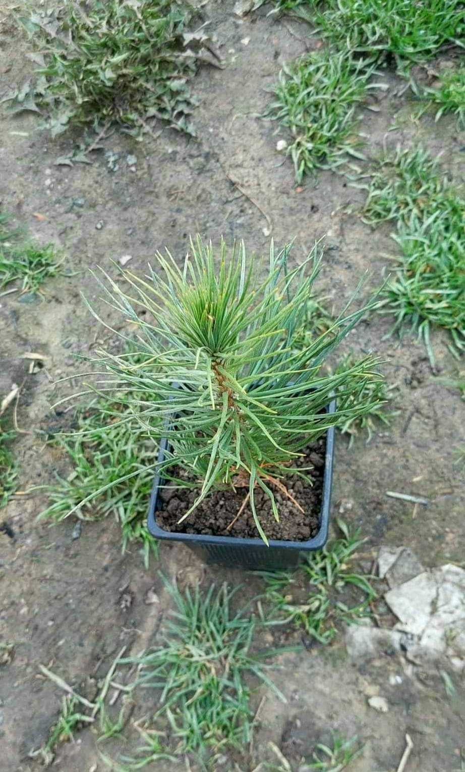 Pinus Nigra in ghiveci