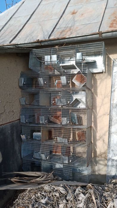 Accesorii iepuri, chinchilla